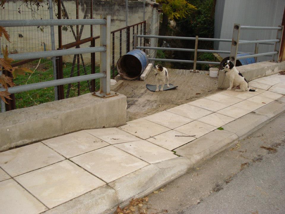 Βαρελόσκυλα και στην Κερατέα